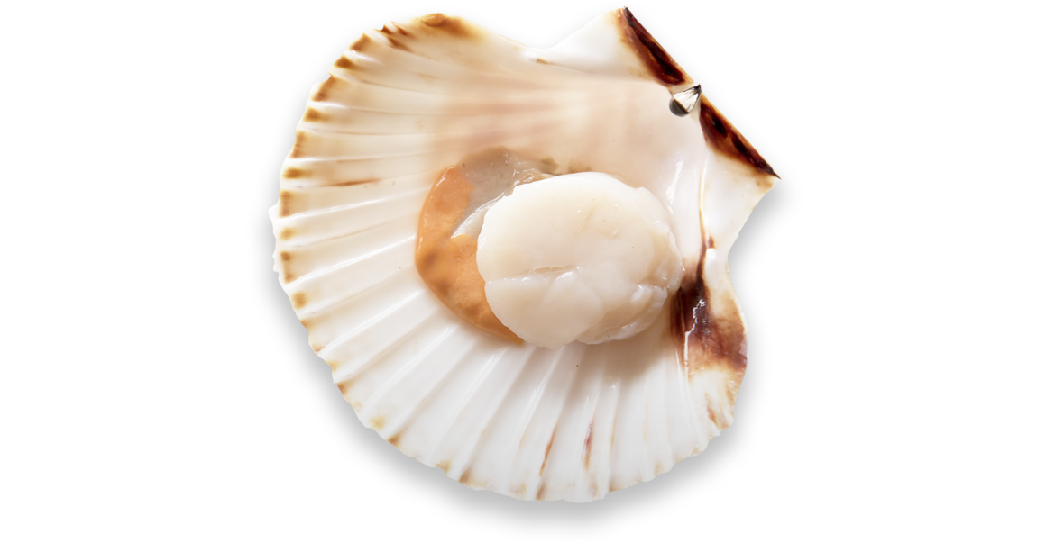 coquille.png